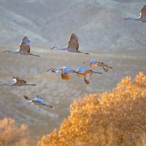 Meet your Posher, Huy